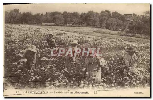 Cartes postales Cueillette des marguerites Cote d&#39Azur