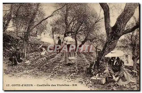 Cartes postales Cueillette des violettes Cote d&#39Azur