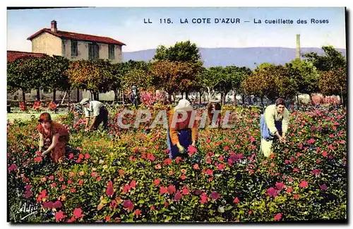 Cartes postales Cueillette des roses Cote d&#39Azur