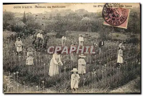 Cartes postales Cueillette des tubereuses Cote d&#39Azur