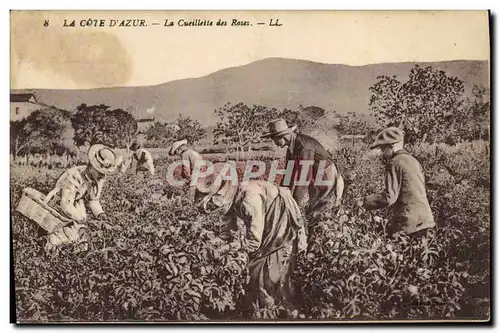 Cartes postales Cueillette des roses Cote d&#39Azur