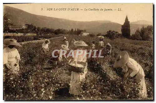 Cartes postales Cueillette du jasmin Cote d&#39Azur