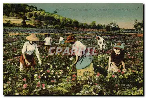 Cartes postales Cueillette des roses Cote d&#39Azur