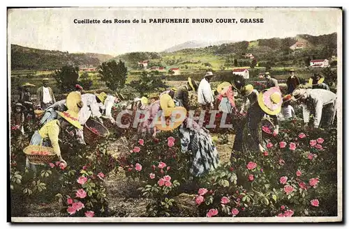 Cartes postales Cueillette des roses de la Parfumerie Bruno Court Grasse