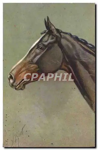 Cartes postales Cheval Equitation Hippisme