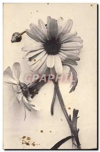 Cartes postales Fantaisie Fleurs