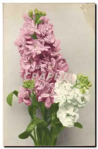 Cartes postales Fantaisie Fleurs