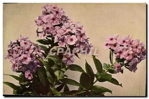 Cartes postales Fantaisie Fleurs