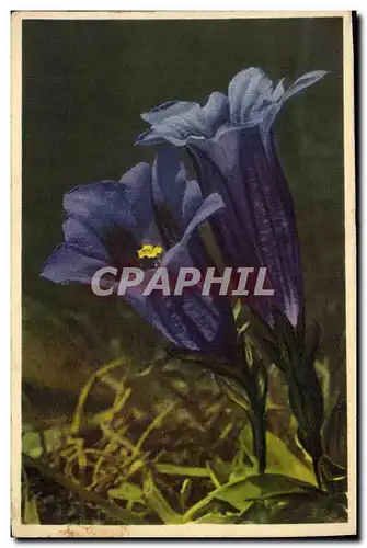 Cartes postales Fantaisie Fleurs