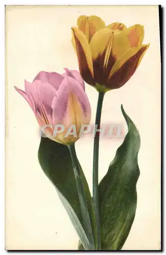 Cartes postales Fantaisie Fleurs