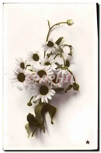 Cartes postales Fantaisie Fleurs