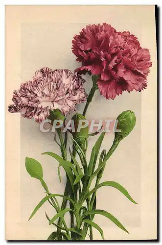 Cartes postales Fantaisie Fleurs