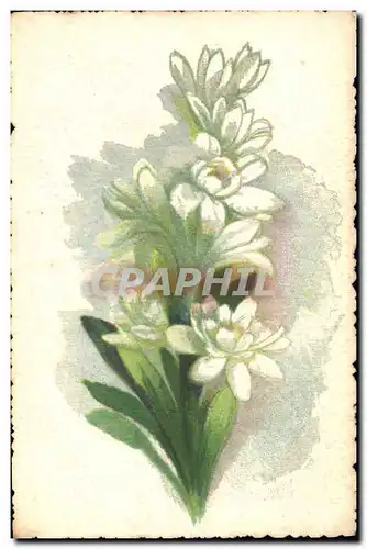 Cartes postales Fantaisie Fleurs