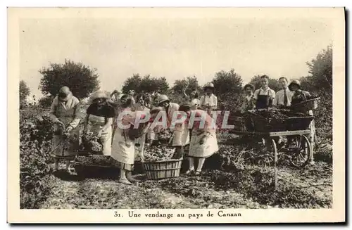 Cartes postales Vin Vendanges au pays de Canaan