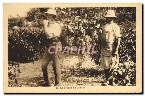 Cartes postales Vin Vendanges La grappe de Canaan