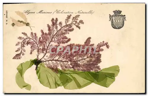 Cartes postales Fantaisie Fleurs sechees Algues marines Coloration naturelle