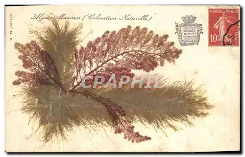 Cartes postales Fantaisie Fleurs sechees Algues marines