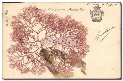 Cartes postales Fantaisie Fleurs sechees Algues marines