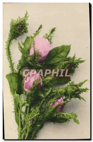 Cartes postales Fantaisie Fleurs