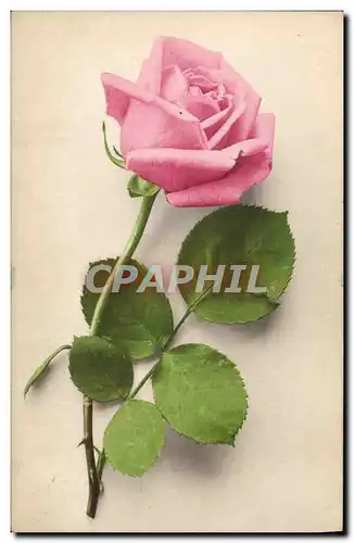 Cartes postales Fantaisie Fleurs