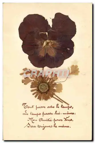 Cartes postales Fantaisie Fleurs sechees