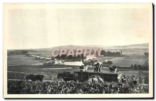 Vintage Postcard Vin Grape harvest Scene of vintage has Hautvillers�