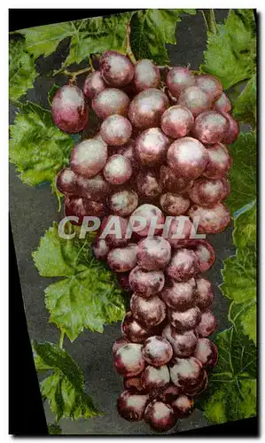 Cartes postales Vin Vendanges Raisin Flamin Tokay Grape