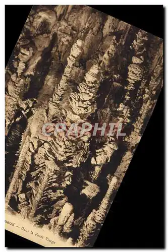 Cartes postales Grotte Grottes Aven Armand Dans la foret vierge