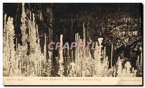 Cartes postales Grotte Grottes Aven Armand Ensemble de la foret vierge