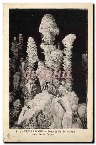 Cartes postales Grotte Grottes L'Aven Armand Dans la foret vierge Les choux fleurs