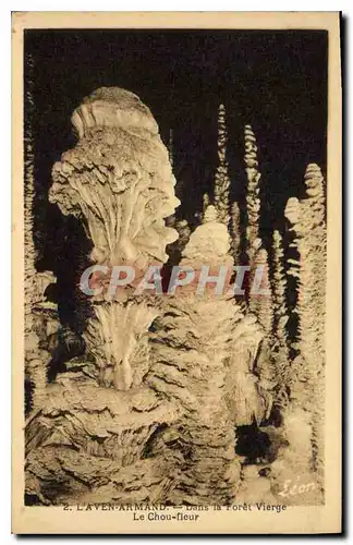 Cartes postales Grotte Grottes L'Aven Armand Dans la Foret vierge Le chou fleur