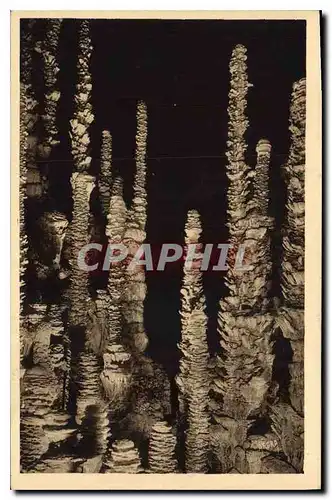 Cartes postales Grotte Grottes Aven Armand Dans la Foret Vierge