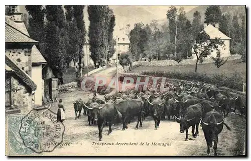 Cartes postales Folklore Auvergne Troupeaux descendant de la Montagne