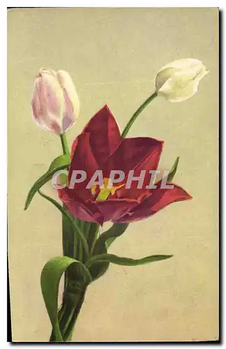 Cartes postales Fantaisie Fleurs