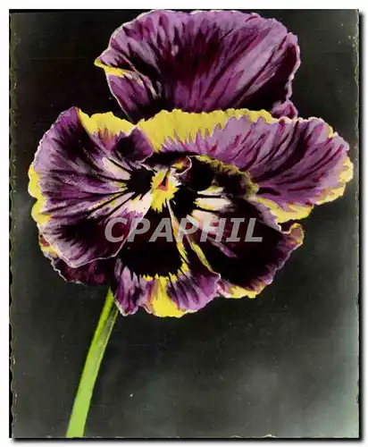 Cartes postales moderne Fleurs