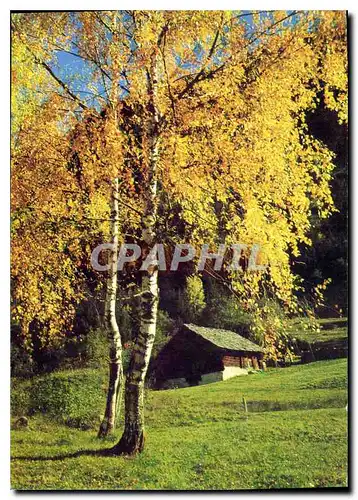 Cartes postales moderne Arbre