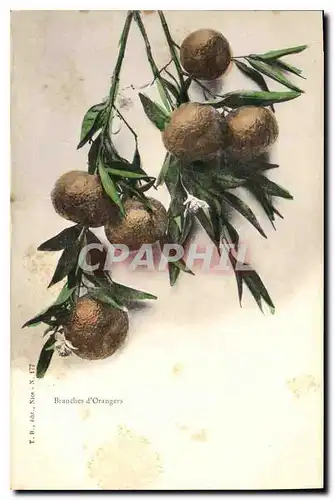 Cartes postales Branches d'Orangers