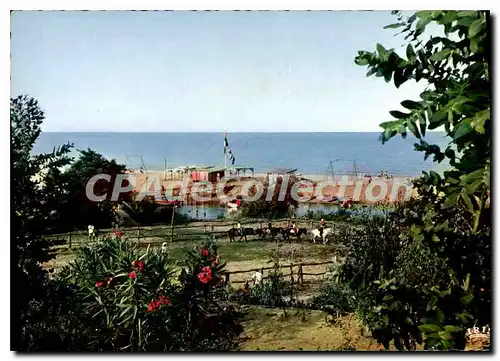 Cartes postales moderne Linguizetta Bravona Manege Et La Plage