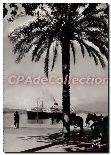 Cartes postales moderne Ajaccio Quai Napoleon Et Le Pascal Paoli