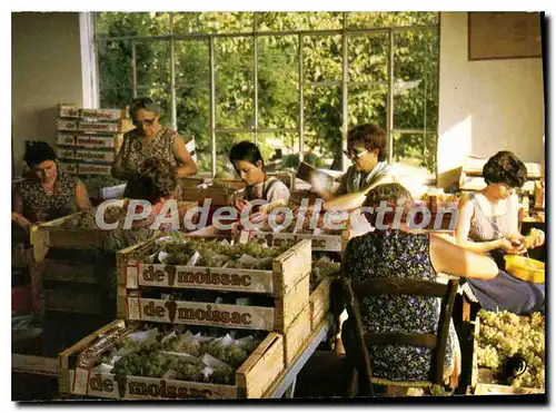 Cartes postales moderne Tarn et Garonne Le Chasselas de Moissac