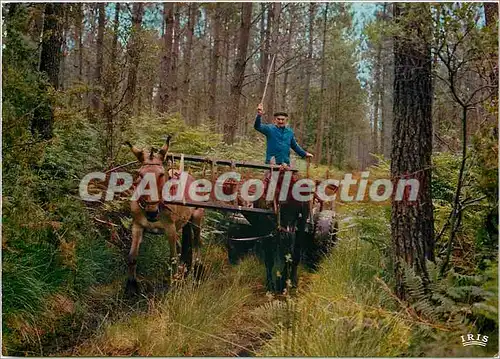 Cartes postales moderne Dans les landes l'attelage de mules comme une apparition d'un passe pourtant si proche