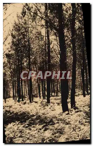 Cartes postales Landes de Gascogne les Fougeres l'ete