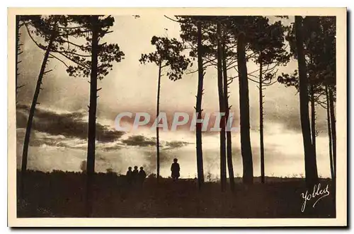 Cartes postales Dans Les Landes de Gascgogne les Pins