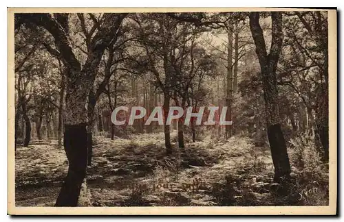 Cartes postales Les Landes de Gascogne Fougeres sous les Chenes lieges a Moliets et Maa