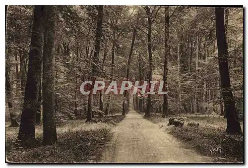 Cartes postales Fontainbleau S et M la Foret ronde de Fontainebleau a Barbizon