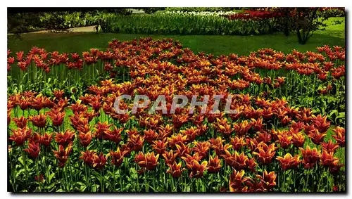 Cartes postales moderne Holland Land of flowers