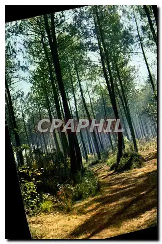 Cartes postales moderne Couleurs et lumiere de France Les Landes de Gascogne foret landaise