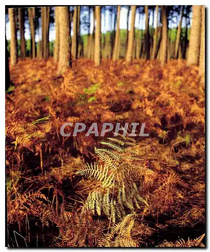 Cartes postales moderne La France Les Landes Touristique La Foret Aquitaine