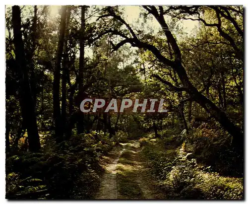 Cartes postales moderne Visage des Landes Sentier en foret