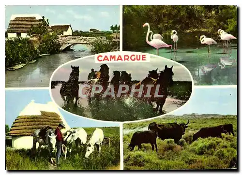 Cartes postales moderne Souvenir de la Camargue